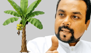 News Room : “ඒක මගේ වැඩක්” - කෙසෙල් කඳේ අයිතිය