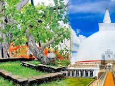 News Room : ශ්රී මහා බෝධියේ සහ රුවන්වැලි සෑයේ ආරක්ෂාවට ගැටලුවක්… පරිවාර බෝධියක අත්තක් කපන්න ගිහින් ශ්රී මහා බෝධියට හානි වෙලා!… විශේෂ විමර්ශන කණ්ඩායමක් අනුරාධපුරයට! ~