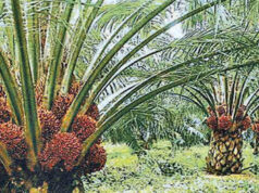 News Room : කටුපොල් වගාවට අවසර..