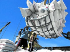 News Room : පොන්නි සම්බා වසන්තයක් එයි.. බලපත්ර නැතිව ආනයනයට අවසර..