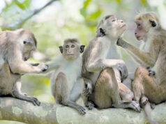 News Room : රිලා රංචු පැන ගම්බිම් වනසති..