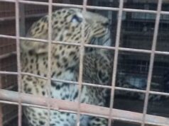 News Room : Leopard found in house during rains relocated – The Island