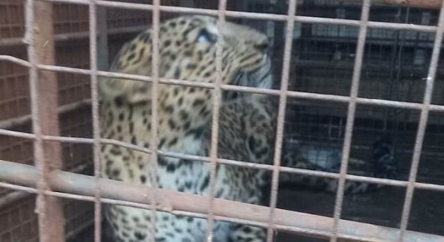 News Room : Leopard found in house during rains relocated – The Island