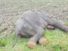 News Room Another jumbo dies – The Island