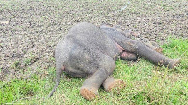 News Room : Another jumbo dies – The Island