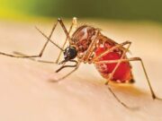 News Room Dengue challenge in Galle