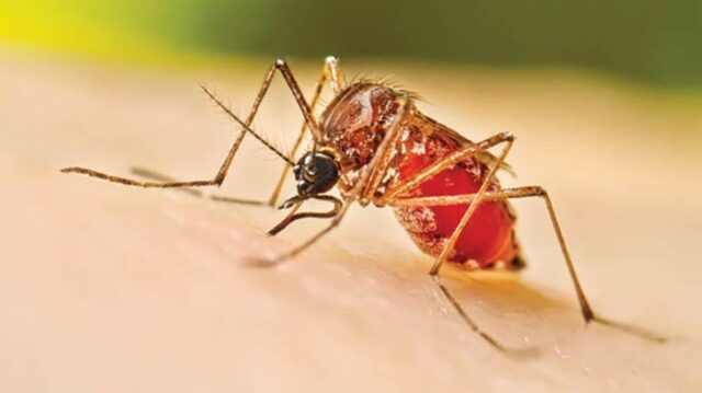 News Room : Dengue challenge in Galle