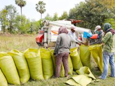 News Room : Guaranteed paddy prices announced – The Island