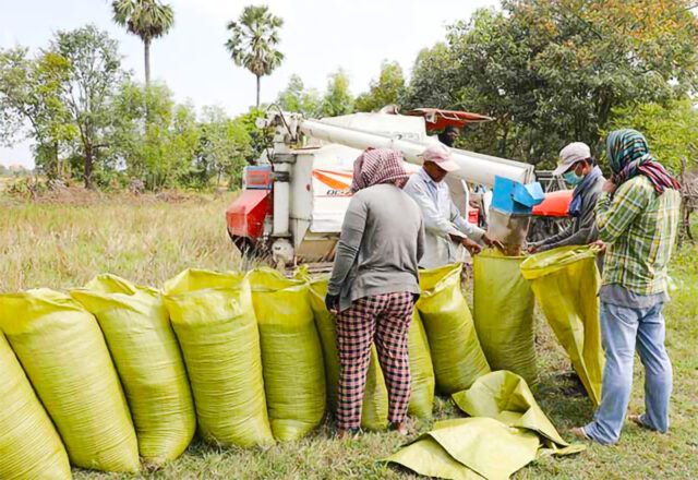 News Room : Guaranteed paddy prices announced – The Island
