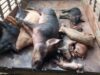 News Room : Unidentified disease wipes out Kilinochchi piggeries, losses exceed Rs. 250 Mn News Room Unidentified disease wipes out Kilinochchi piggeries losses