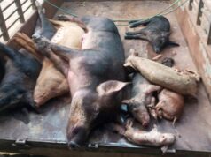 News Room : Unidentified disease wipes out Kilinochchi piggeries, losses exceed Rs. 250 Mn
