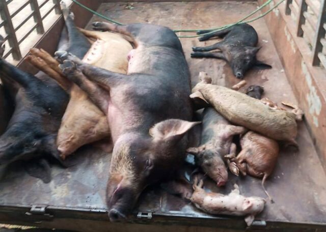 News Room : Unidentified disease wipes out Kilinochchi piggeries, losses
