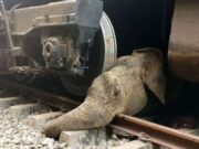 News Room : Petition Filed in Supreme Court Seeking Action to Prevent Elephant-Train Collisions News Room Petition Filed in Supreme Court Seeking Action