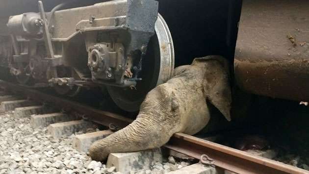 News Room : Petition Filed in Supreme Court Seeking Action to Prevent Elephant-Train Collisions