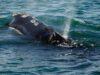 News Room : First treaty to protect marine life in high seas to take effect in January News Room First treaty to protect marine life in