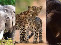 News Room : Wildlife census only 50 percent reliable – The Island