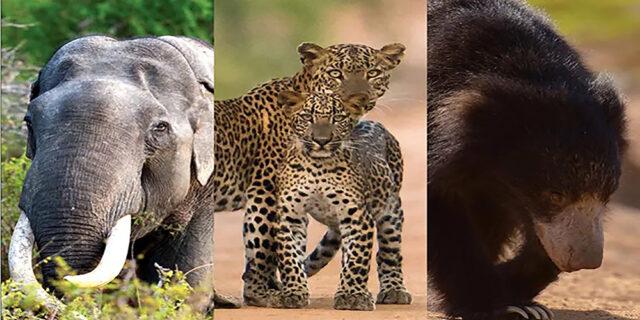News Room : Wildlife census only 50 percent reliable – The Island