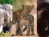 News Room : Wildlife census only 50 percent reliable – The Island News Room Wildlife census only 50 percent reliable –