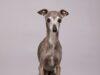 News Room : Fashion influencer dog Tika the Iggy dies at 14 after surgery News Room Fashion influencer dog Tika the Iggy dies