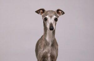 News Room : Fashion influencer dog Tika the Iggy dies at 14 after surgery News Room Fashion influencer dog Tika the Iggy dies