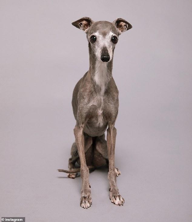 News Room : Fashion influencer dog Tika the Iggy dies at 14 after surgery