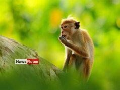 News Room : Conservationists slam proposal to export monkeys to China – The Island