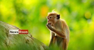 News Room : Conservationists slam proposal to export monkeys to China – The Island