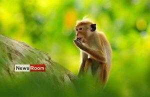 News Room : Conservationists slam proposal to export monkeys to China – The Island