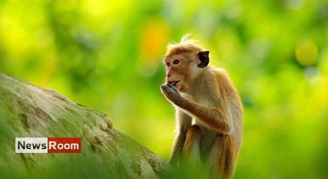 News Room : Conservationists slam proposal to export monkeys to China – The Island News Room Conservationists slam proposal to export monkeys to