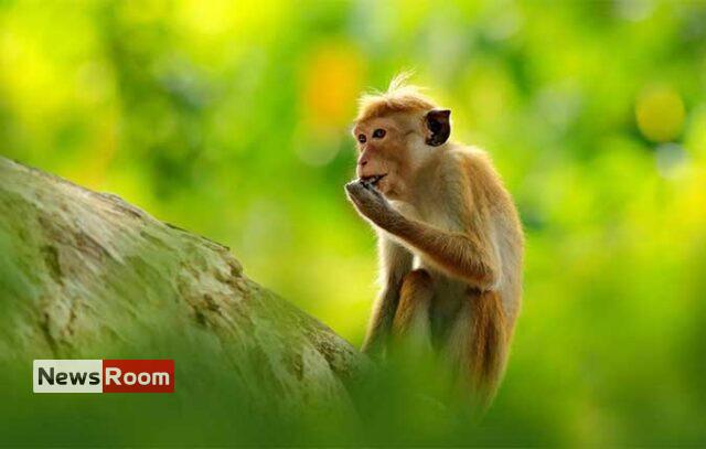 News Room : Conservationists slam proposal to export monkeys to