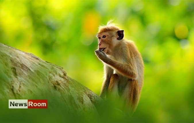 News Room : Conservationists slam proposal to export monkeys to