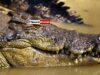 News Room Missing Australian fishermans body found in crocodile