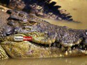 News Room Missing Australian fishermans body found in crocodile