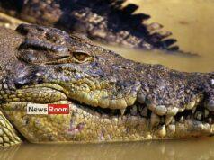 News Room : Missing Australian fisherman’s body found in crocodile