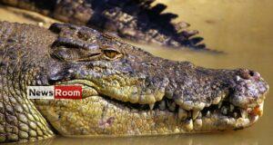 News Room : Missing Australian fisherman’s body found in crocodile