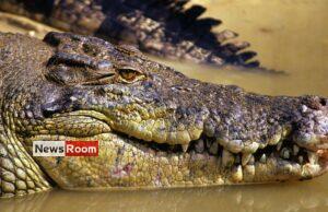 News Room : Missing Australian fisherman’s body found in crocodile News Room Missing Australian fishermans body found in crocodile