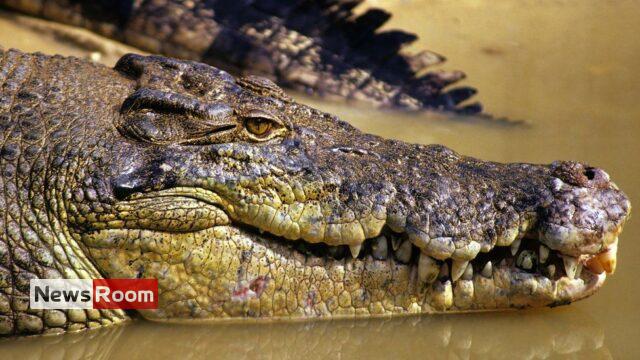 News Room : Missing Australian fisherman’s body found in crocodile
