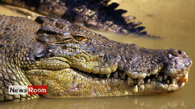 News Room : Missing Australian fisherman’s body found in crocodile