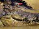News Room : Missing Australian fisherman’s body found in crocodile News Room Missing Australian fishermans body found in crocodile