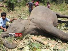 News Room : Sri Lanka killing field of elephants with one death of a jumbo per day – The Island