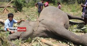 News Room : Sri Lanka killing field of elephants with one death of a jumbo per day – The Island News Room Sri Lanka killing field of elephants with