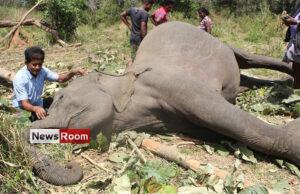 News Room : Sri Lanka killing field of elephants with one death of a jumbo per day – The Island