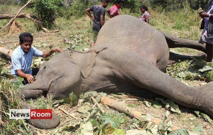 News Room : Sri Lanka killing field of elephants with one death of a jumbo per day – The Island