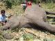 News Room : Sri Lanka killing field of elephants with one death of a jumbo per day – The Island News Room Sri Lanka killing field of elephants with