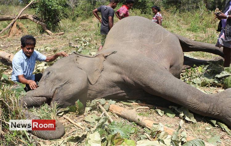 News Room : Sri Lanka killing field of elephants with
