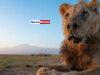 News Room Wild lion Loonkiito ‘one of the worlds