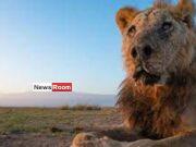 News Room Wild lion Loonkiito ‘one of the worlds