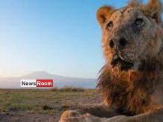 News Room : Wild lion Loonkiito, ‘one of the world’s oldest’, killed in Kenya