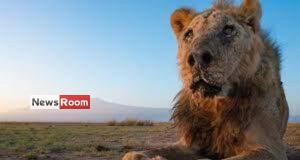 News Room : Wild lion Loonkiito, ‘one of the world’s oldest’, killed in Kenya