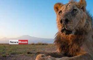 News Room : Wild lion Loonkiito, ‘one of the world’s oldest’, killed in Kenya